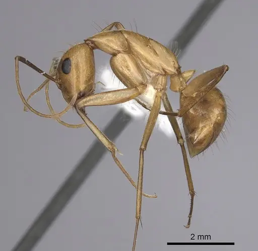 Camponotus festinatus specimen CASENT0280024 image casent0280024_3