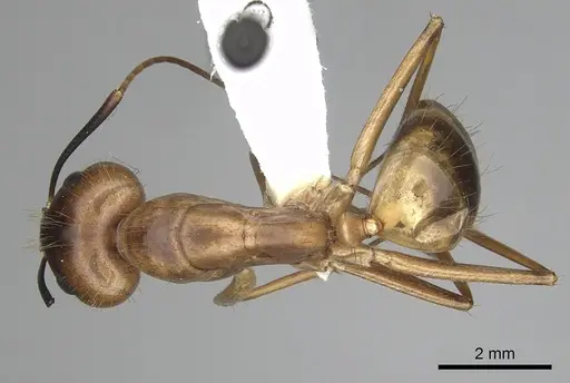Camponotus festinatus specimen CASENT0280025 image casent0280025_1