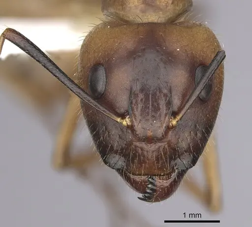 Camponotus festinatus specimen CASENT0280025 image casent0280025_2