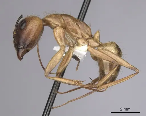 Camponotus festinatus specimen CASENT0280025 image casent0280025_3