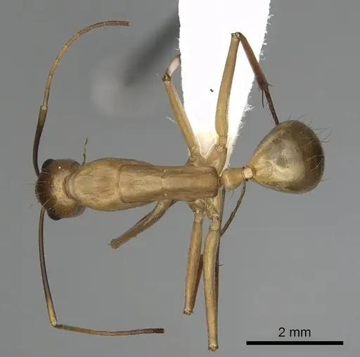 Camponotus festinatus specimen CASENT0280026 image casent0280026_1