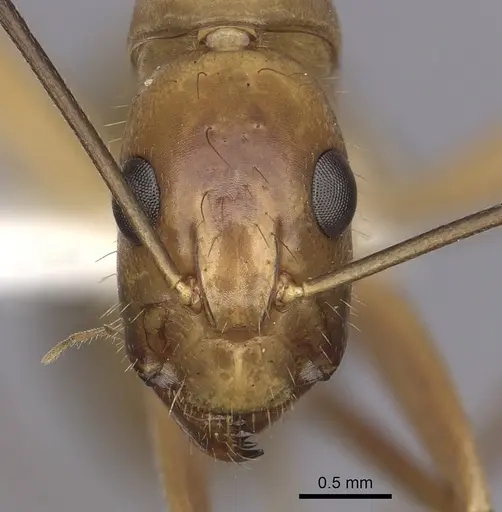Camponotus festinatus specimen CASENT0280026 image casent0280026_2