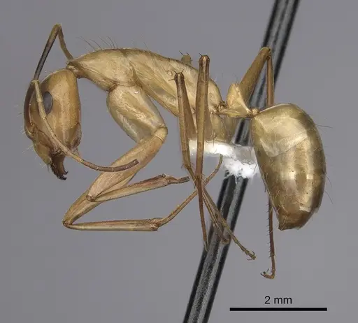Camponotus festinatus specimen CASENT0280026 image casent0280026_3