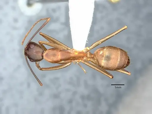 Camponotus festinatus specimen CASENT0882168 image casent0882168_1
