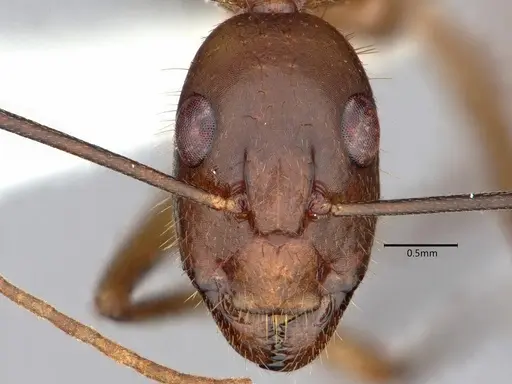 Camponotus festinatus specimen CASENT0882168 image casent0882168_2
