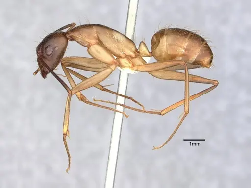 Camponotus festinatus specimen CASENT0882168 image casent0882168_3