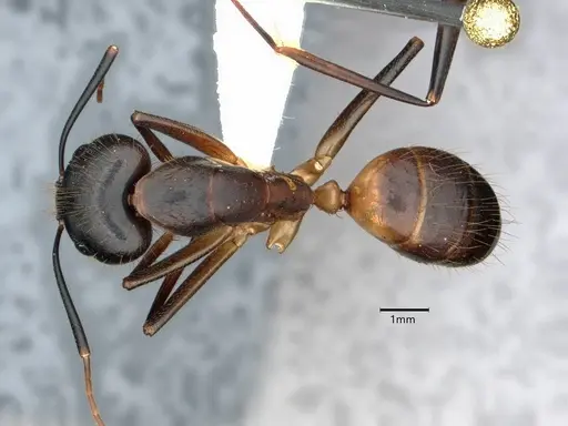 Camponotus festinatus specimen CASENT0882173 image casent0882173_1