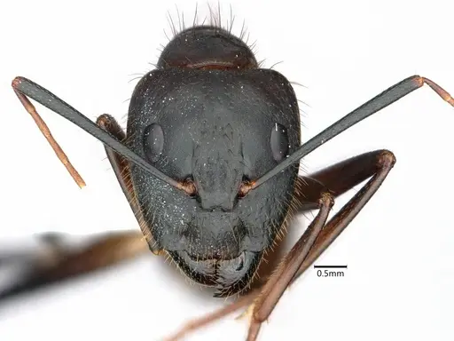 Camponotus festinatus specimen CASENT0882173 image casent0882173_2