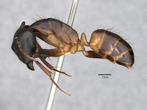 Camponotus festinatus specimen CASENT0882173 image casent0882173_3