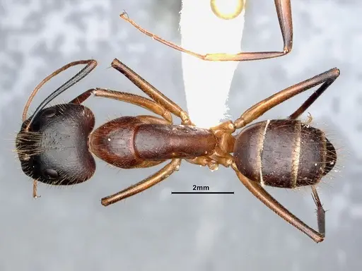 Camponotus festinatus specimen CASENT0884418 image casent0884418_1