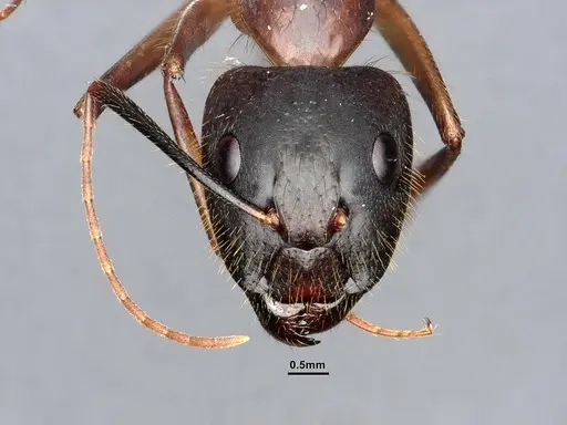 Camponotus festinatus specimen CASENT0884418 image casent0884418_2