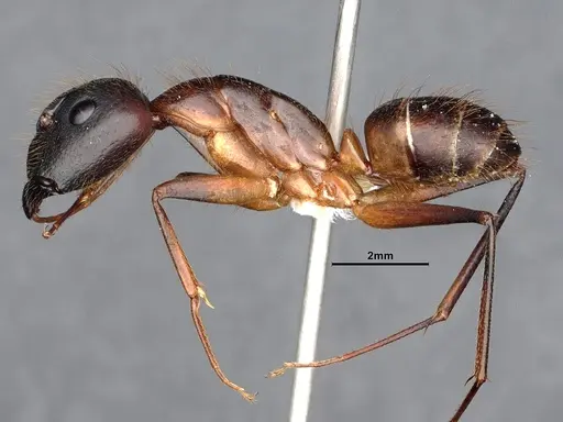 Camponotus festinatus specimen CASENT0884418 image casent0884418_3