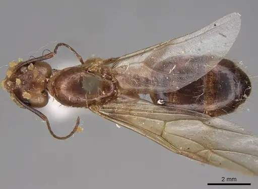 Camponotus festinatus specimen CASENT0923027 image casent0923027_1
