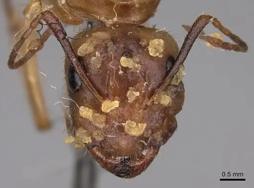 Camponotus festinatus specimen CASENT0923027 image casent0923027_2