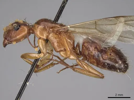 Camponotus festinatus specimen CASENT0923027 image casent0923027_3