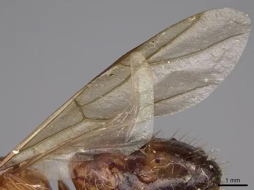 Camponotus festinatus specimen CASENT0923027 image casent0923027_4