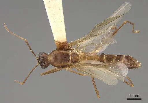 Camponotus festinatus specimen CASENT0923028 image casent0923028_1
