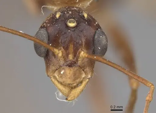 Camponotus festinatus specimen CASENT0923028 image casent0923028_2