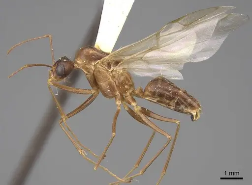 Camponotus festinatus specimen CASENT0923028 image casent0923028_3