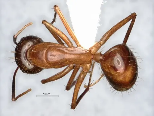 Camponotus festinatus specimen CASENT4031390 image casent4031390_1