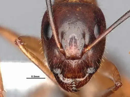 Camponotus festinatus specimen CASENT4031390 image casent4031390_2