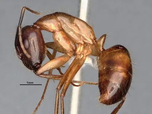 Camponotus festinatus specimen CASENT4031390 image casent4031390_3