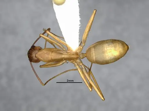 Camponotus festinatus specimen CASENT4031436 image casent4031436_1