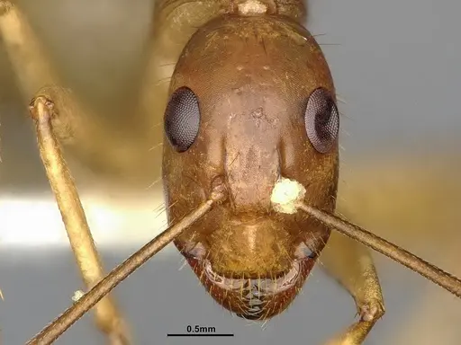 Camponotus festinatus specimen CASENT4031436 image casent4031436_2