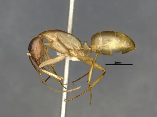 Camponotus festinatus specimen CASENT4031436 image casent4031436_3