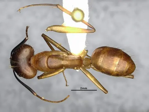 Camponotus festinatus specimen CASENT4031437 image casent4031437_1