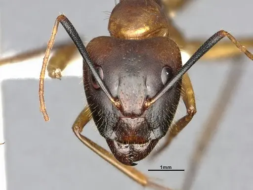 Camponotus festinatus specimen CASENT4031437 image casent4031437_2