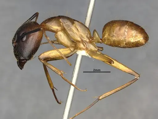 Camponotus festinatus specimen CASENT4031437 image casent4031437_3