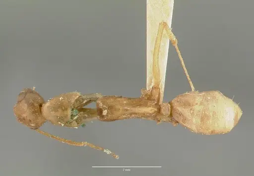 Camponotus festinatus specimen CASTYPE00594 image castype00594_1