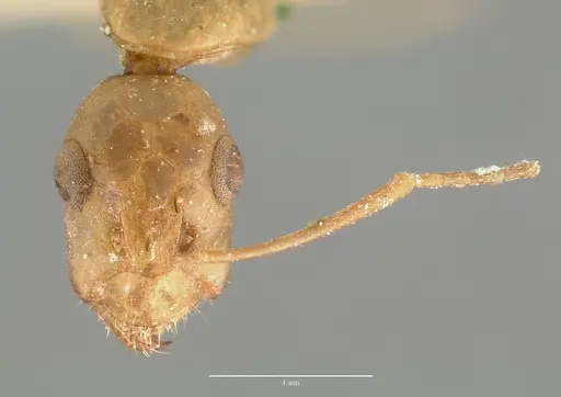 Camponotus festinatus specimen CASTYPE00594 image castype00594_2