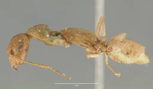 Camponotus festinatus specimen CASTYPE00594 image castype00594_3