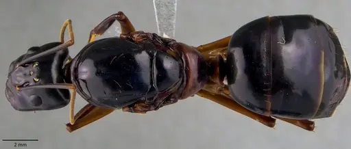Camponotus festinus specimen ANTWEB1060105 image antweb1060105_1