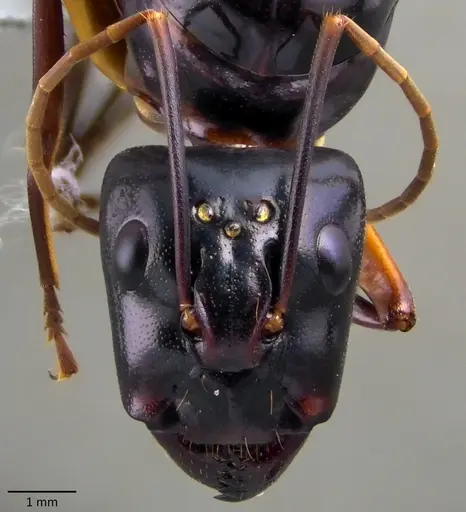 Camponotus festinus specimen ANTWEB1060105 image antweb1060105_2