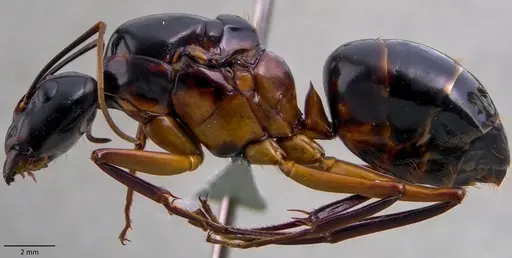 Camponotus festinus specimen ANTWEB1060105 image antweb1060105_3