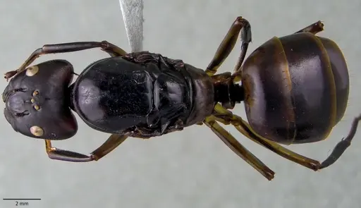 Camponotus festinus specimen ANTWEB1060106 image antweb1060106_1