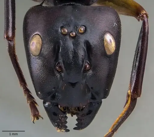 Camponotus festinus specimen ANTWEB1060106 image antweb1060106_2