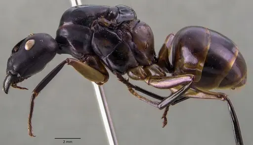Camponotus festinus specimen ANTWEB1060106 image antweb1060106_3