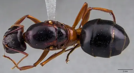 Camponotus festinus specimen ANTWEB1060107 image antweb1060107_1