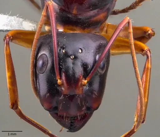 Camponotus festinus specimen ANTWEB1060107 image antweb1060107_2