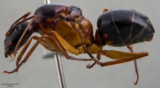 Camponotus festinus specimen ANTWEB1060107 image antweb1060107_3