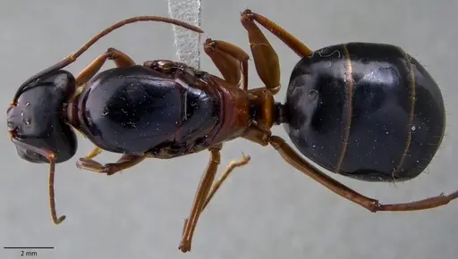 Camponotus festinus specimen ANTWEB1060108 image antweb1060108_1