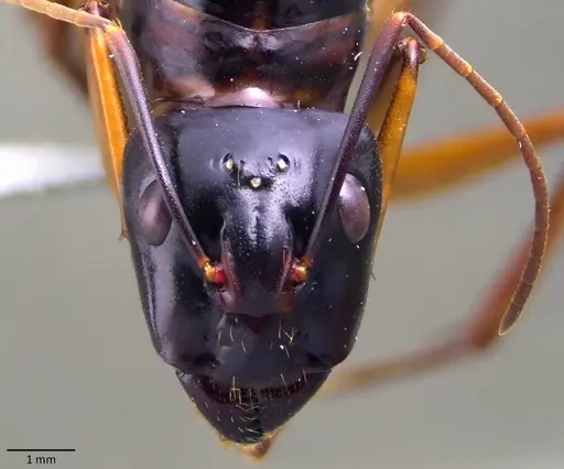 Camponotus festinus specimen ANTWEB1060108 image antweb1060108_2
