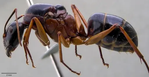 Camponotus festinus specimen ANTWEB1060108 image antweb1060108_3