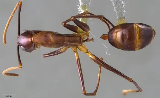 Camponotus festinus specimen ANTWEB1060109 image antweb1060109_1