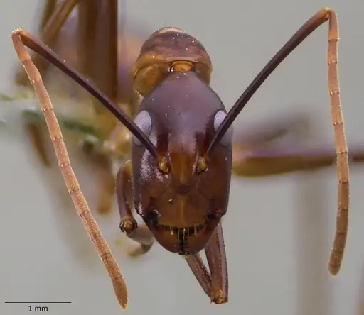 Camponotus festinus specimen ANTWEB1060109 image antweb1060109_2