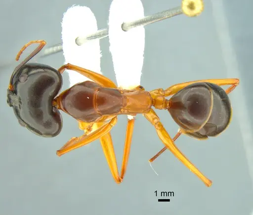 Camponotus festinus specimen CASENT0882200 image casent0882200_1